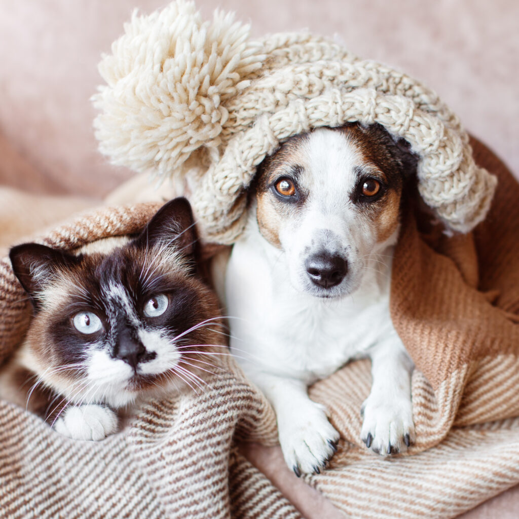Pet Supplies